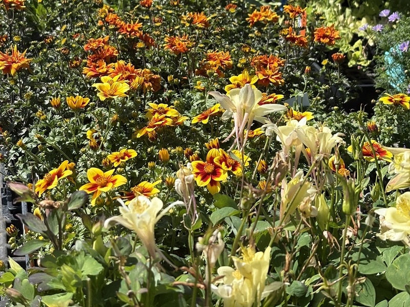 Summer nursery plants and vegetables
